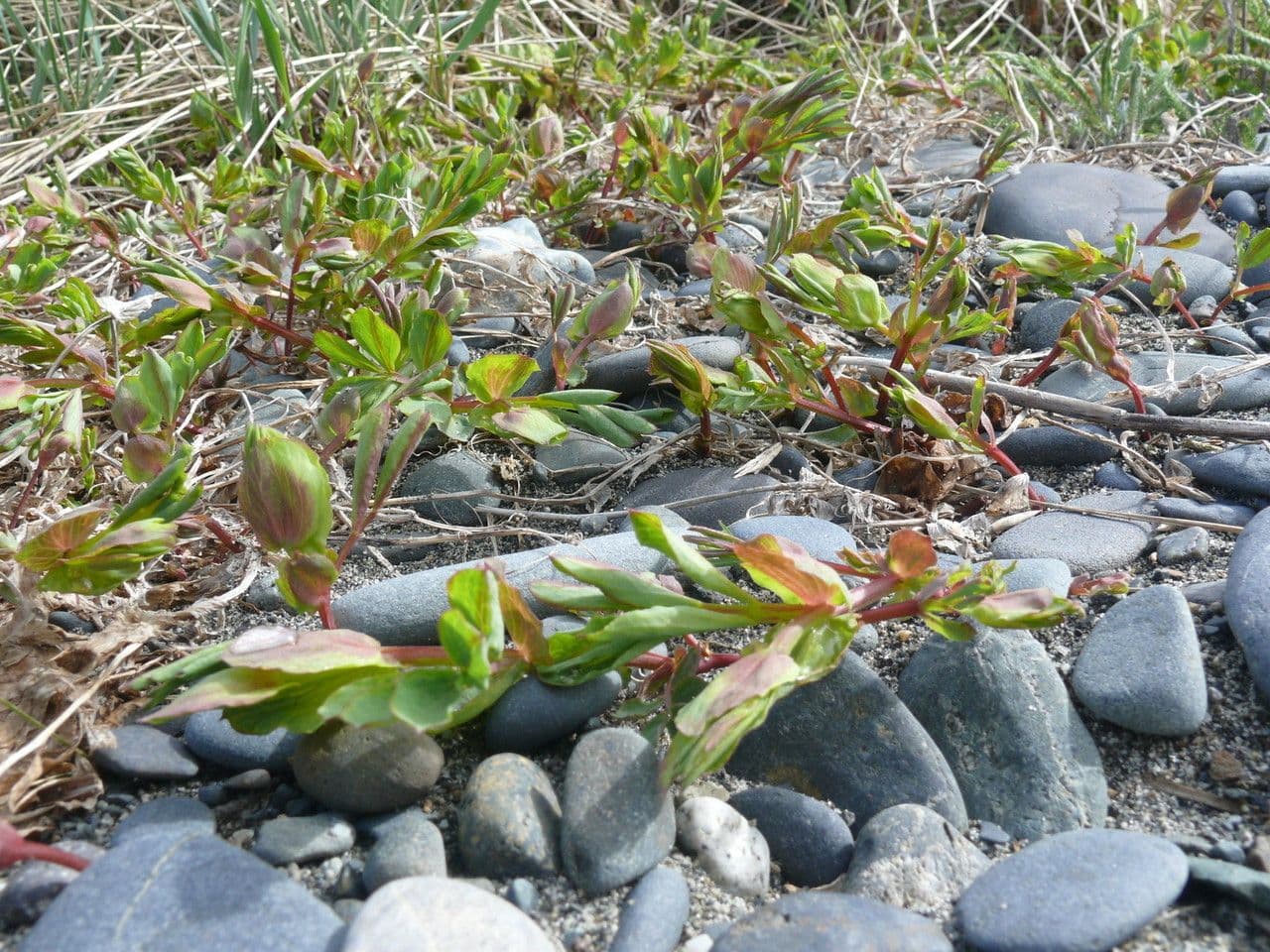 Strand-Platterbse 11