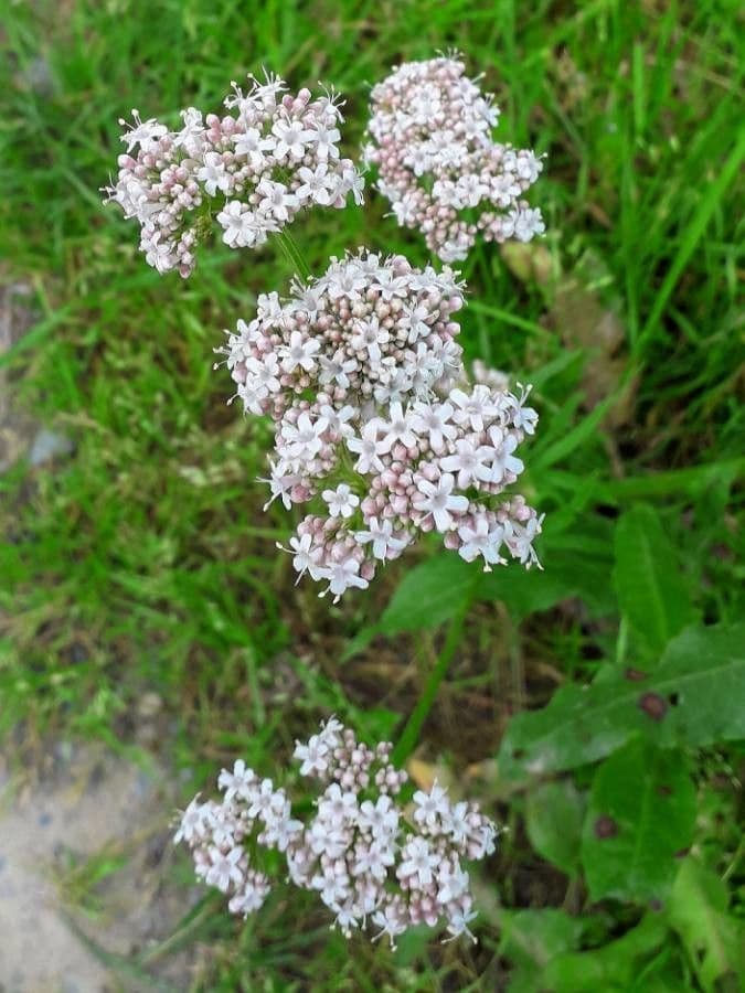 Valeriana comune 6