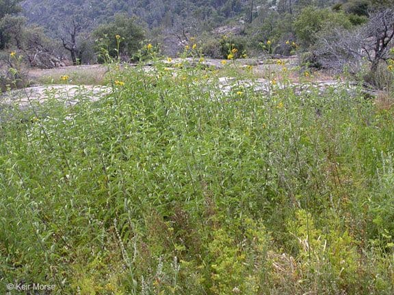 Girasole della California 6
