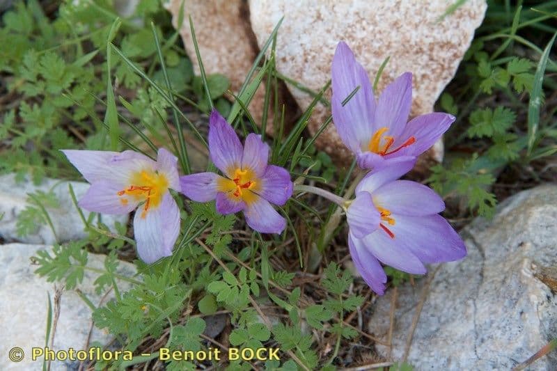 Krokus 10