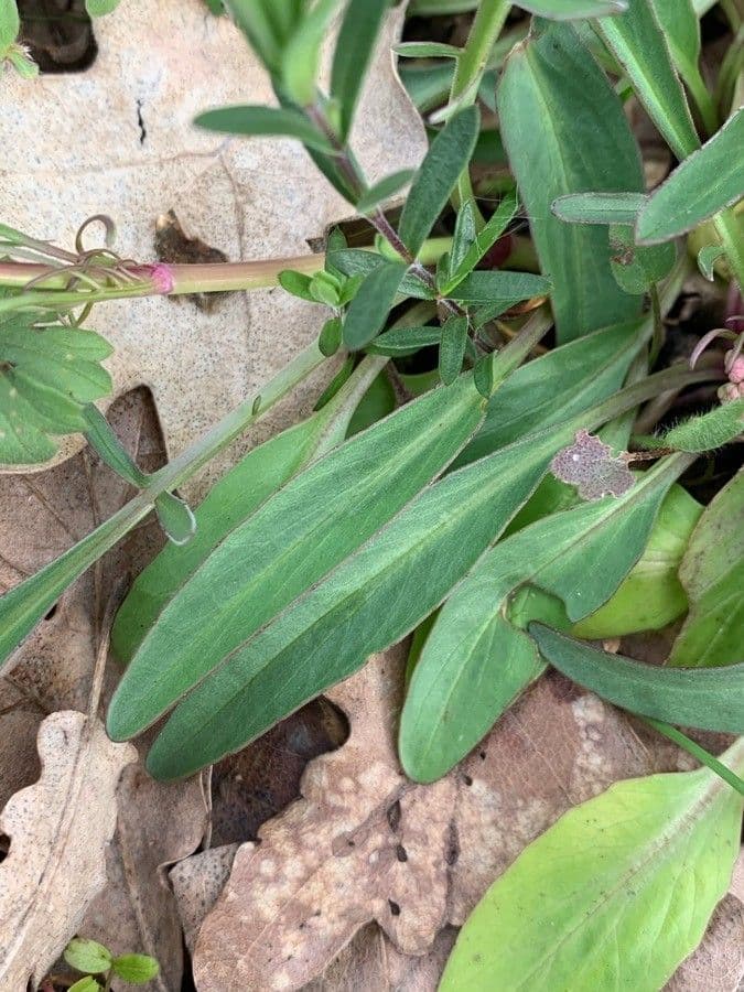 Valeriana tuberosa 17