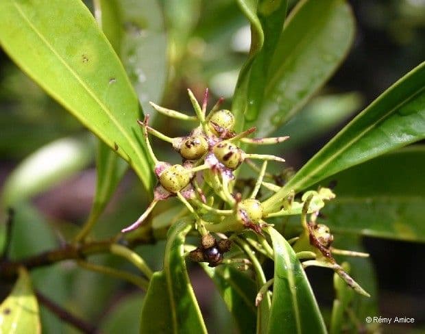 Röhrenblütige Thiollierea