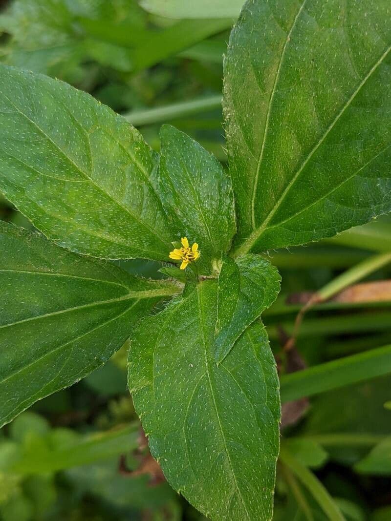 Synedrella nodiflora 4