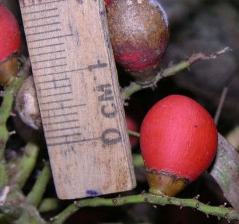 Bactris 14