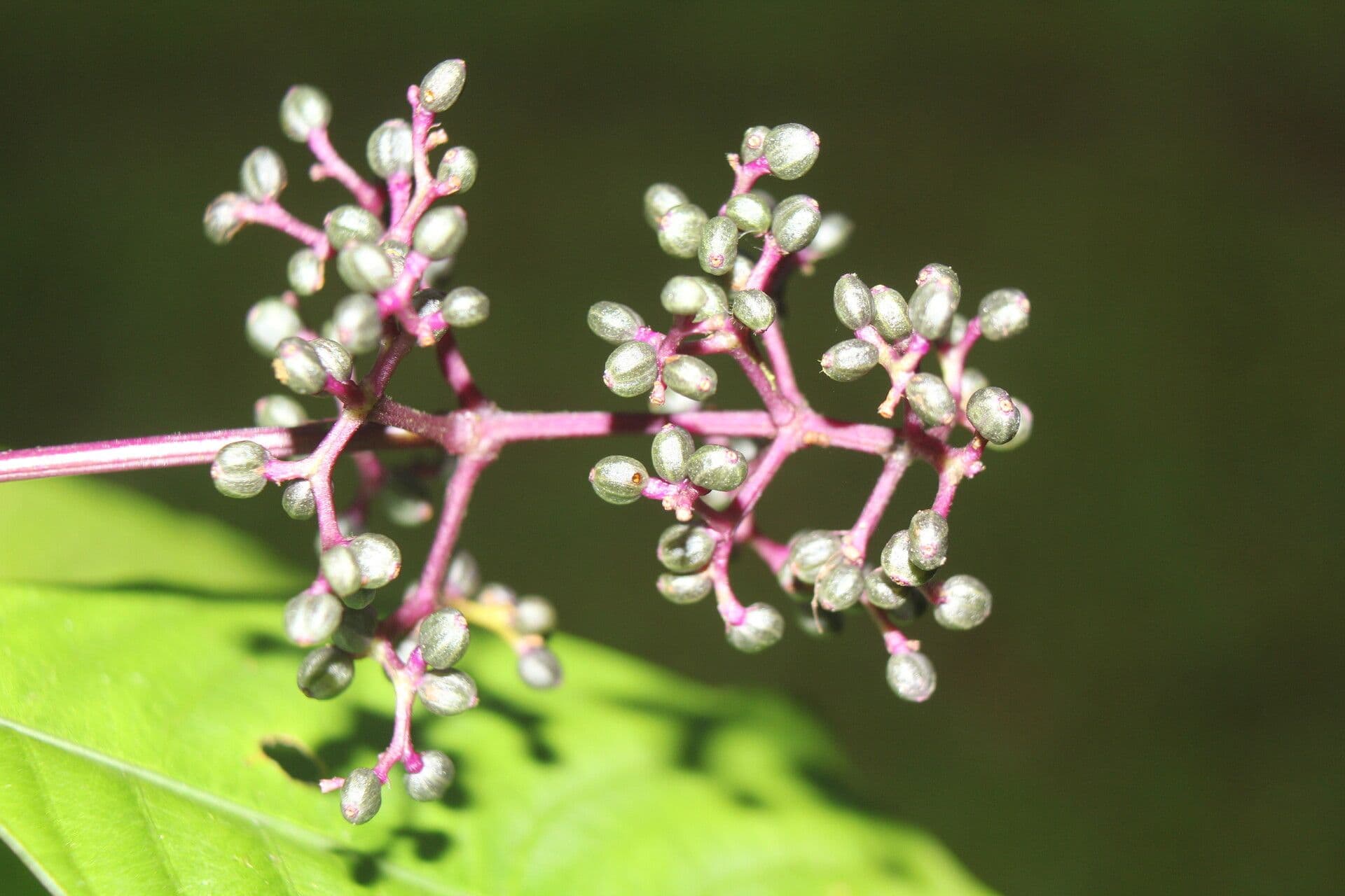 Palicourea 3
