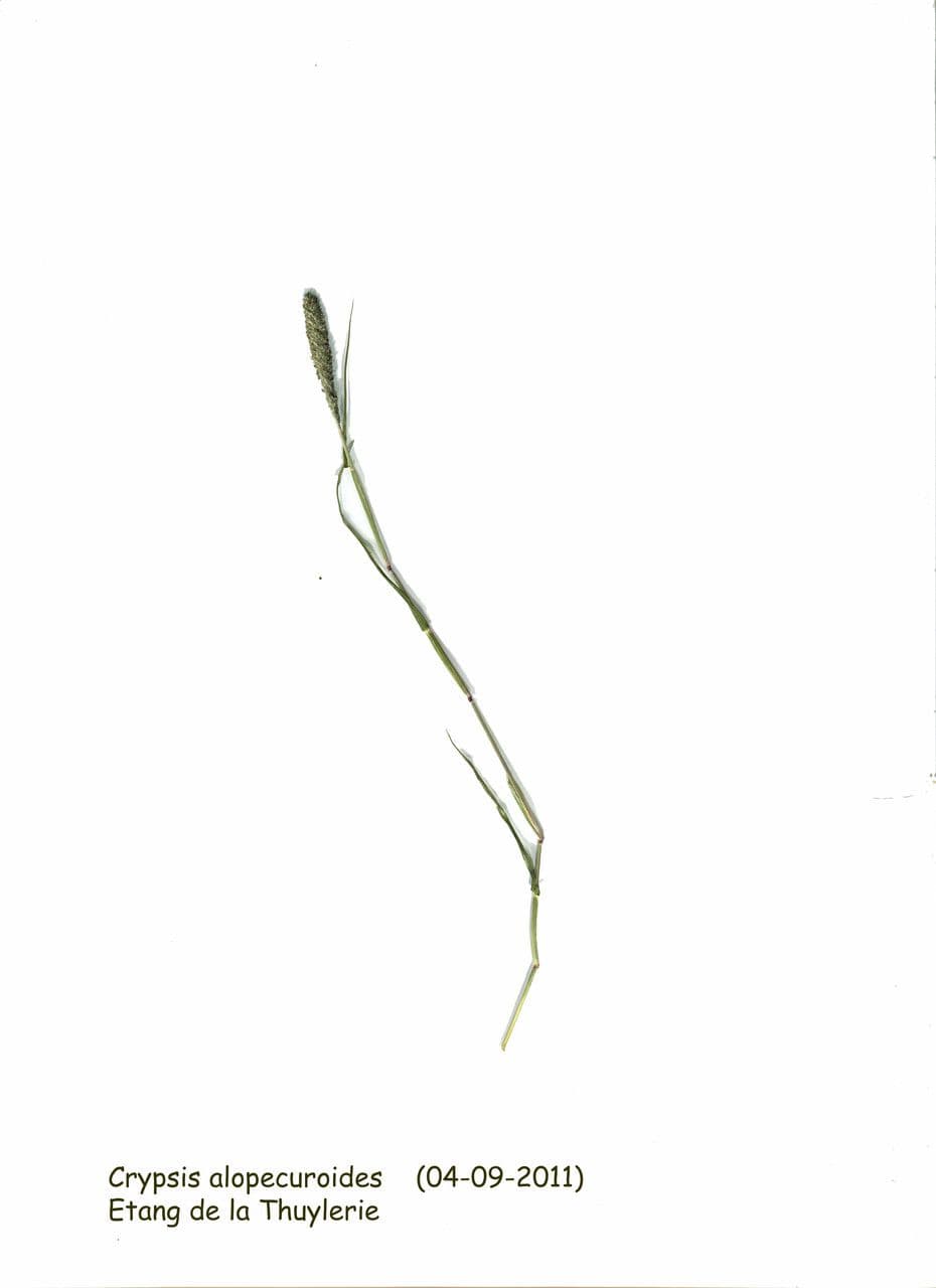 Sporobolus 25