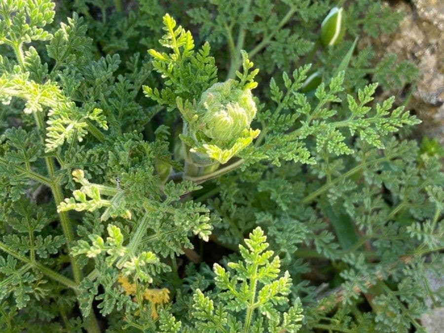Athamanta sicula