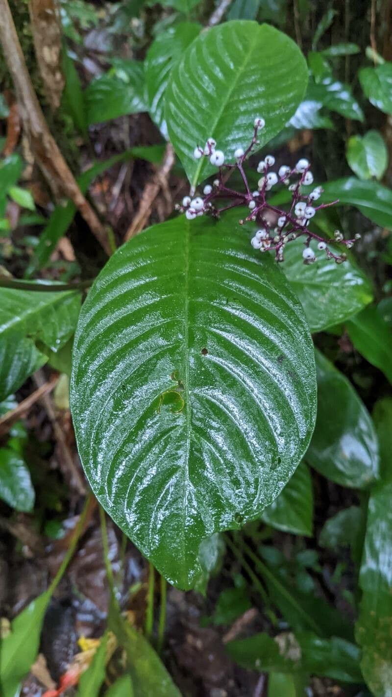 Palicourea deflexa 15