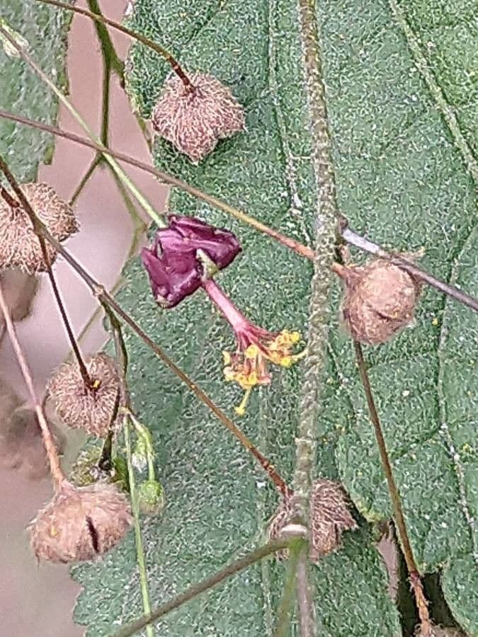 Sidastrum paniculatum 2
