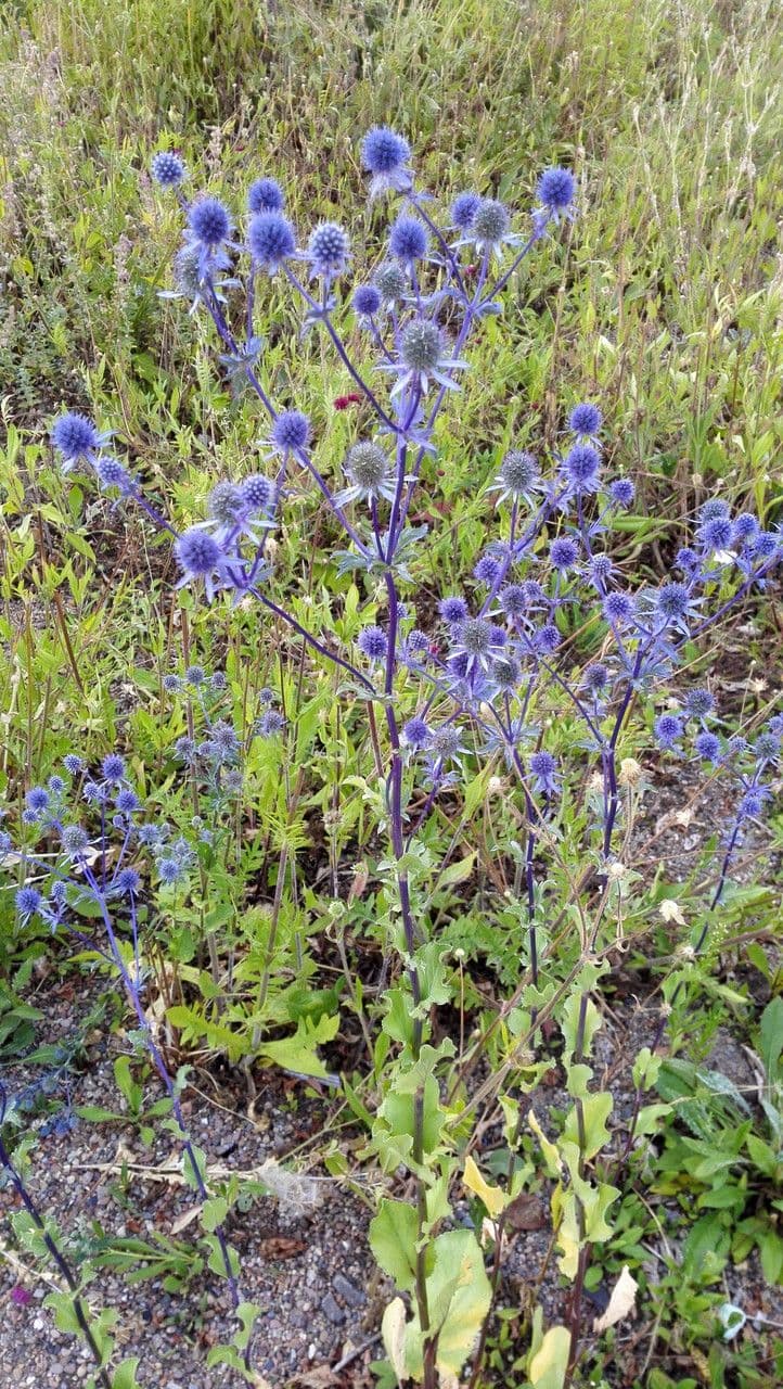 Edeldistel 11