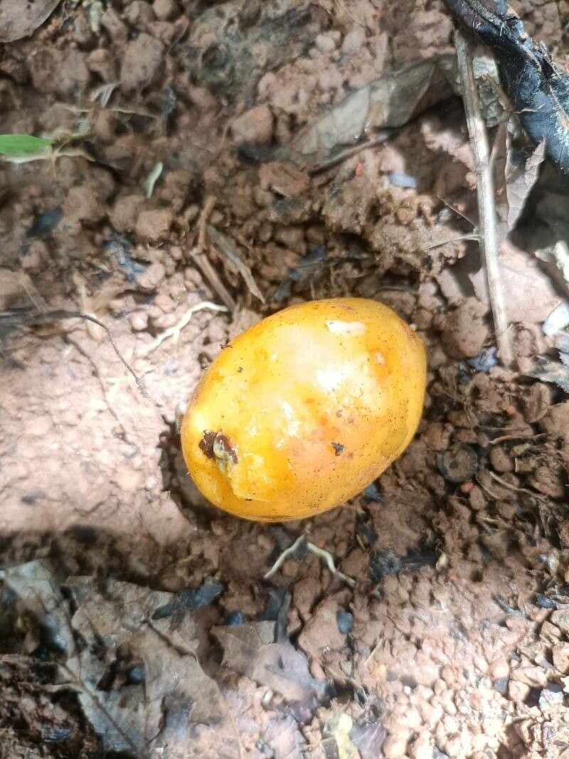 Gelbe HOG-Pflaume 4