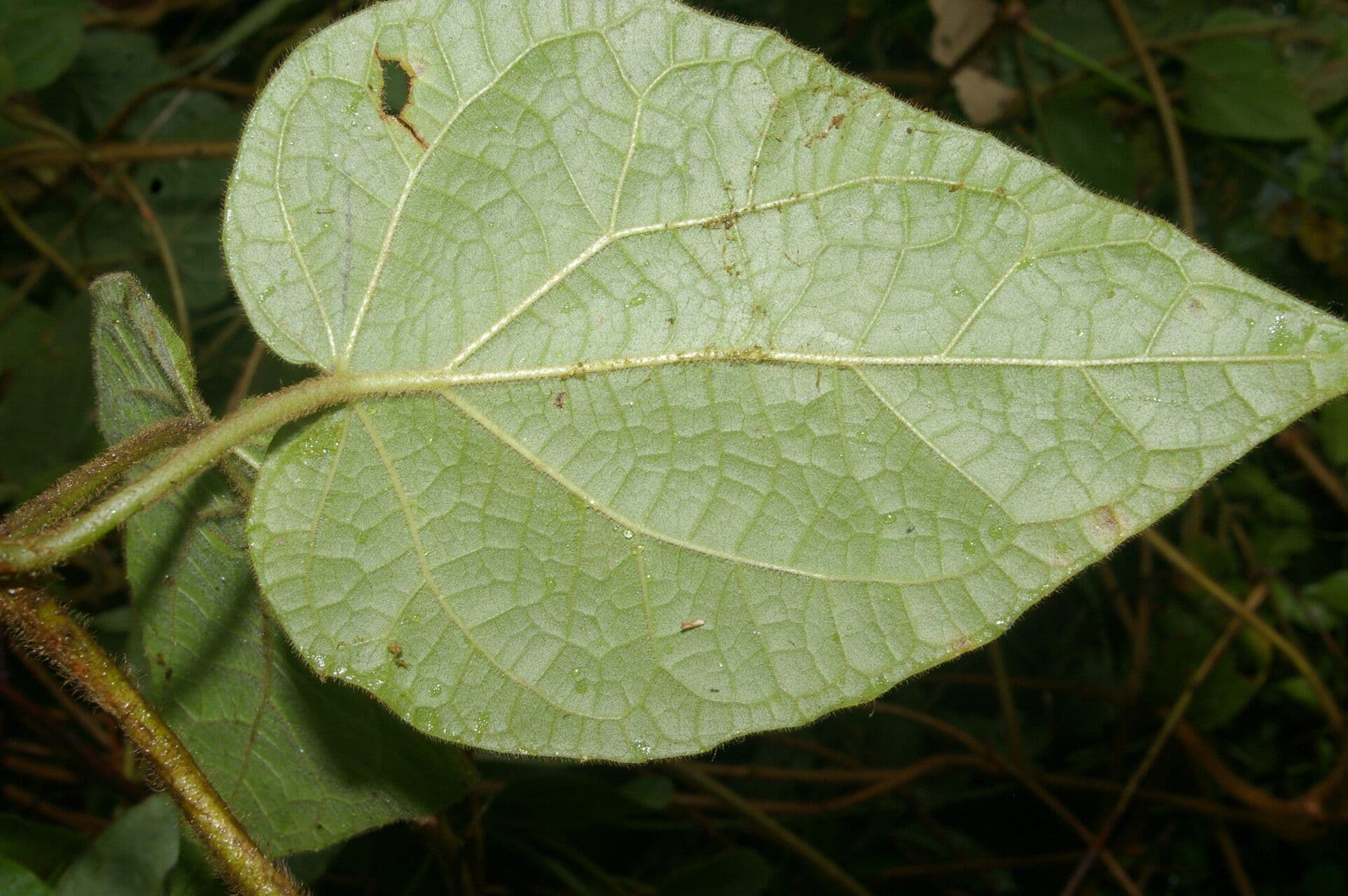Mikania banisteriae 4