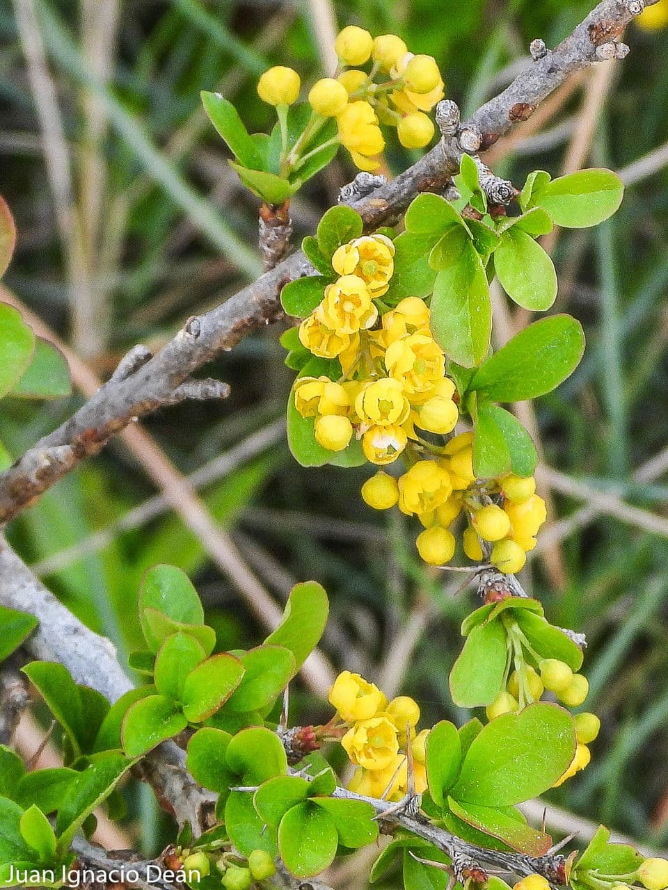 Berberitze 6