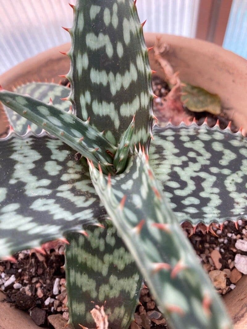 Aloe di Greathead 5