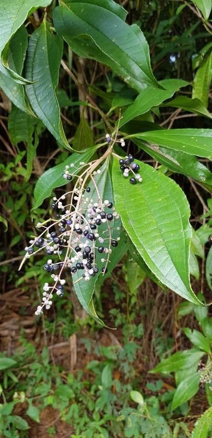 Miconia prasina 5