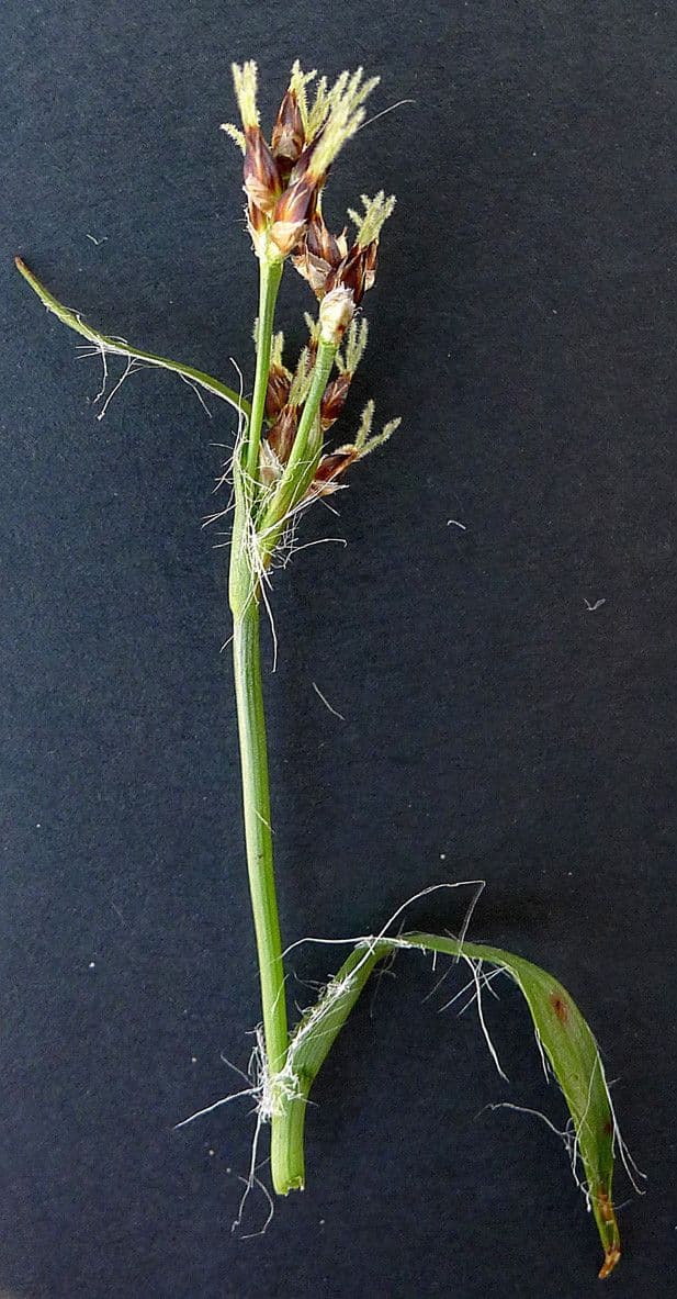 Erba lucciola comune 29