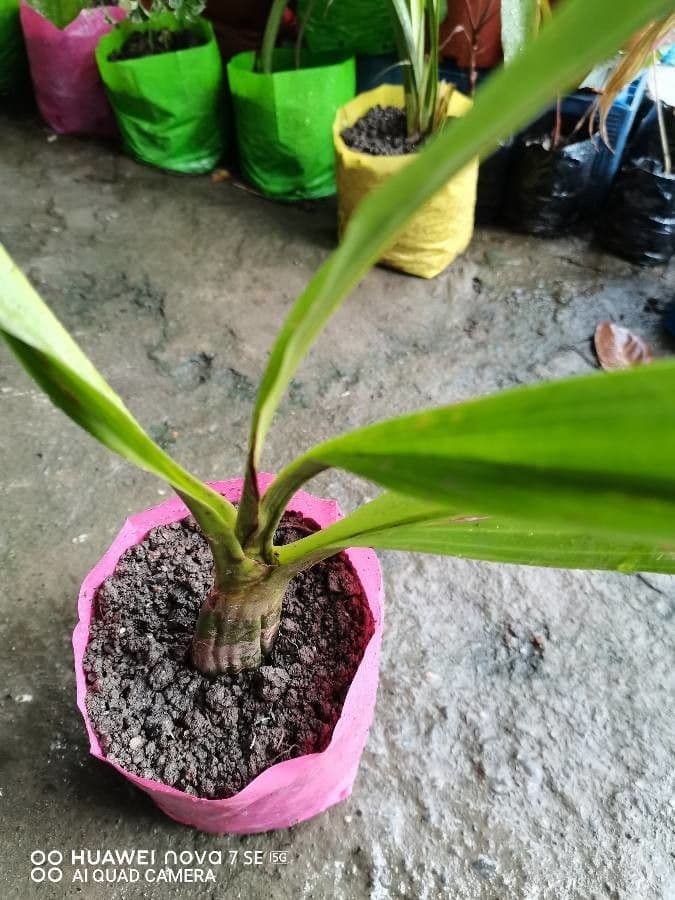 Zygopetalum 17