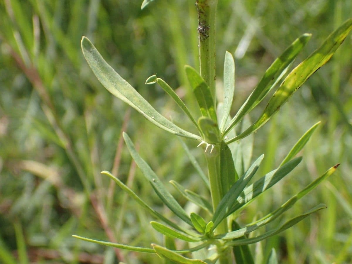 Spermacoce verticillata 19