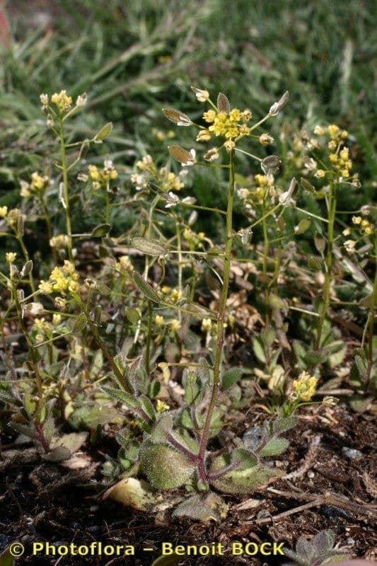 Draba lesná 11