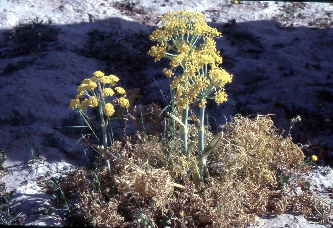 Gargania 12