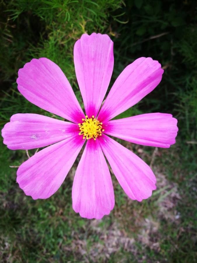 Cosmo 9