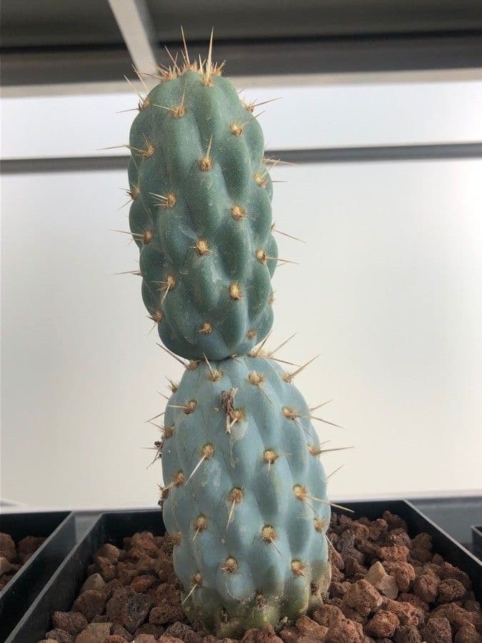 Miqueliopuntia