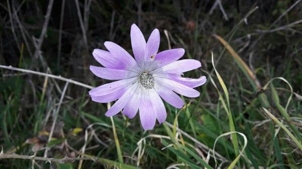 Anemone dei giardini 6