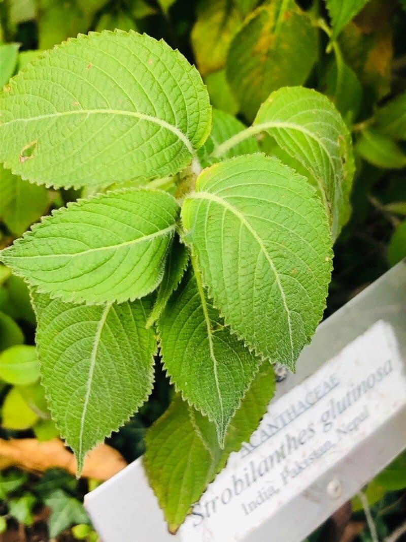 Strobilanthes 4