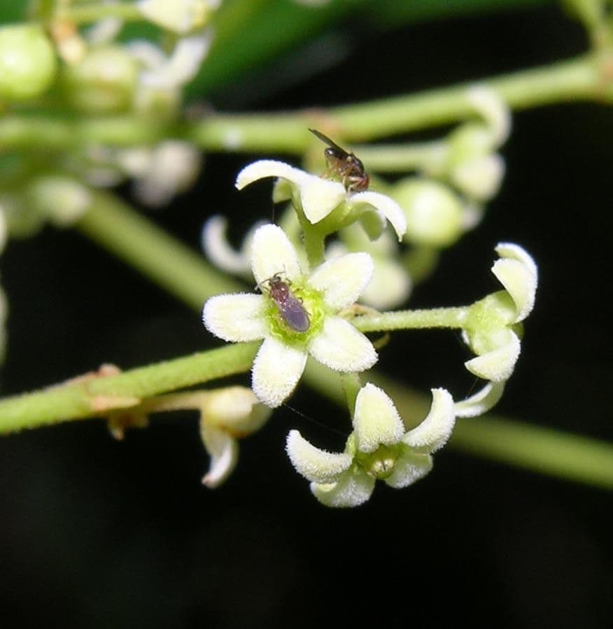 Tassadia 4