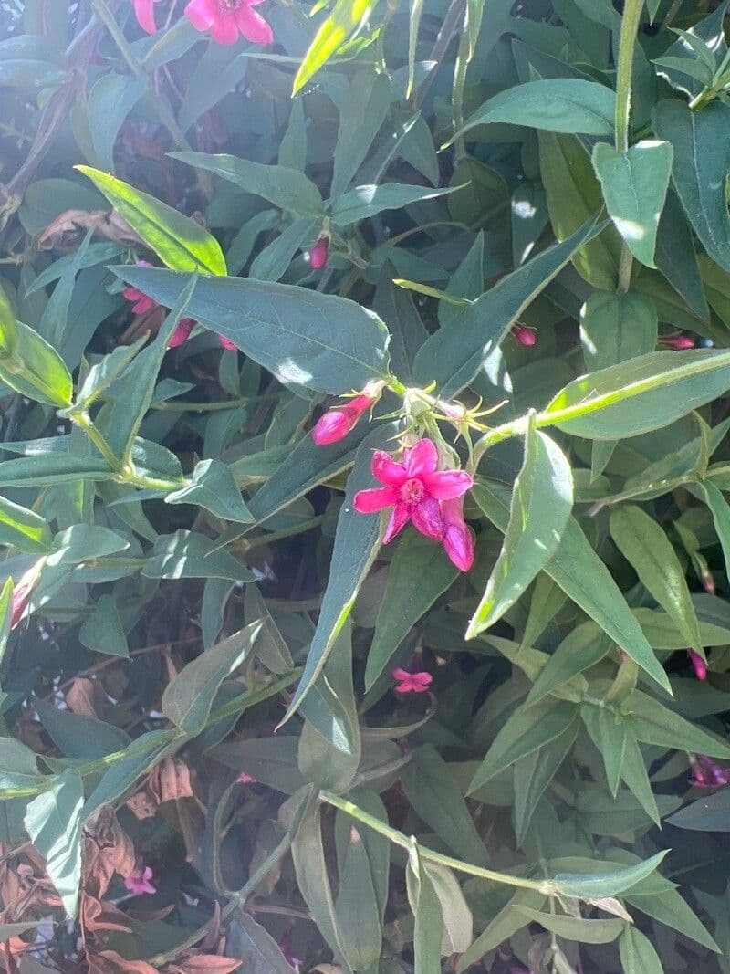 Red jasmine 6