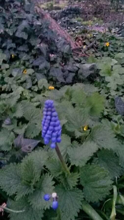 Muscari armeniaco 2