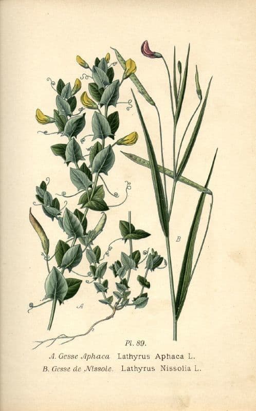 Gras-Platterbse 25