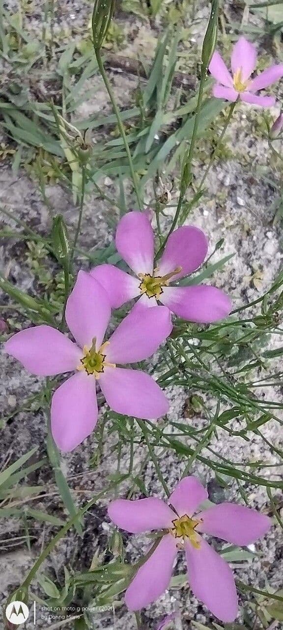 Sabatia stellare 2
