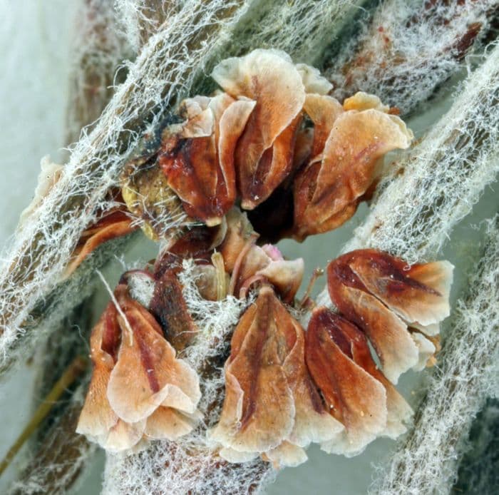 Grano saraceno snello 2