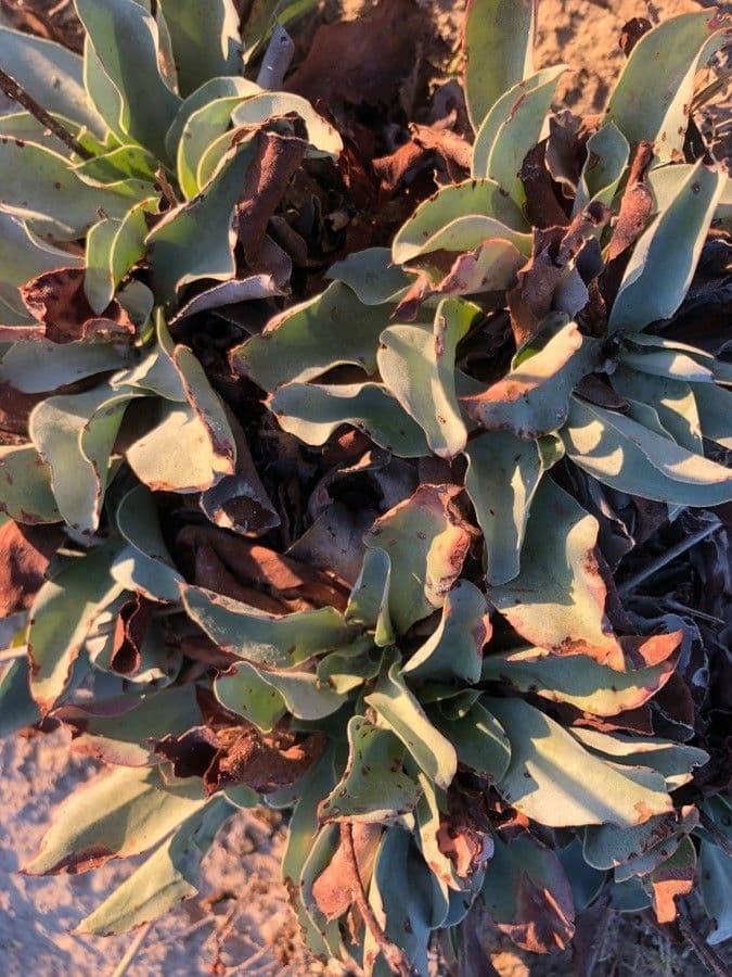 Limonio 3