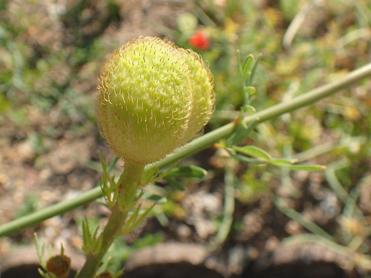 Romneya Coultera 4