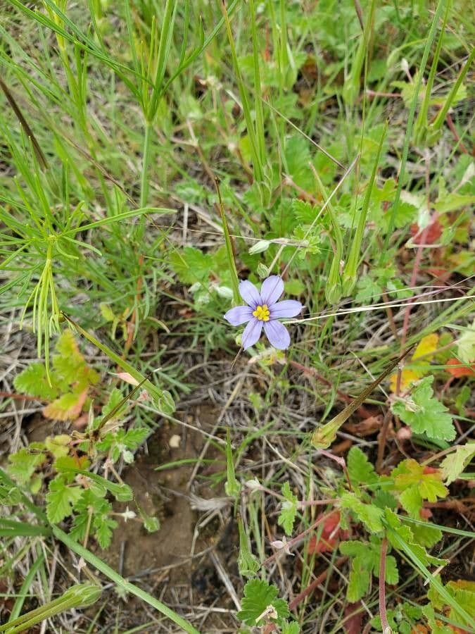 Blaublüten 5