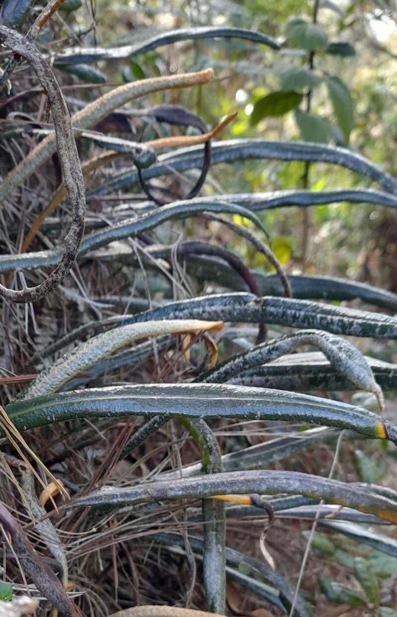 Elaphoglosse