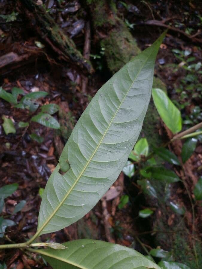 Ixora 3