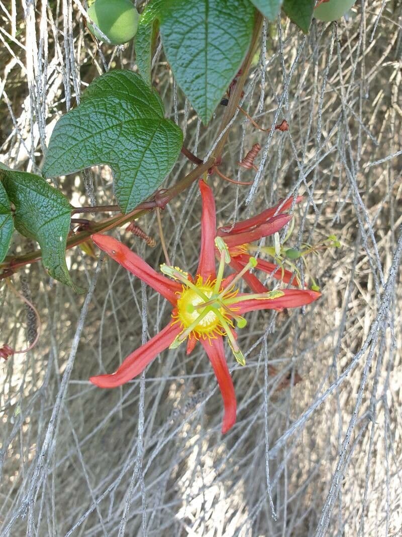 Passiflora cinabare 2