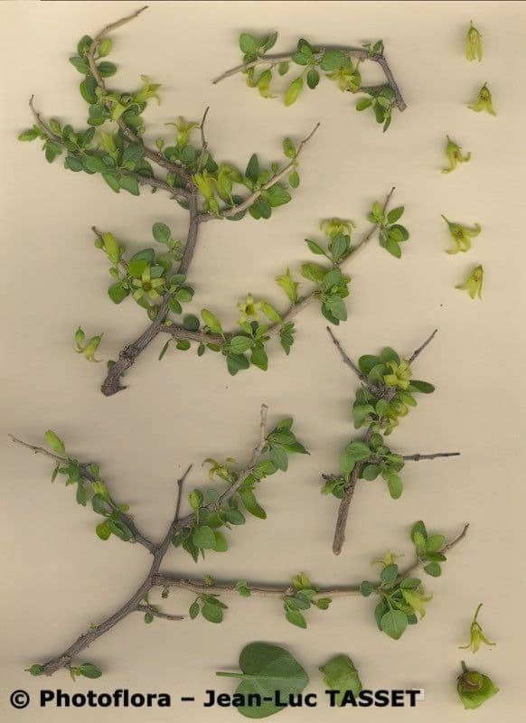 Strauch-Giftwurzel 28