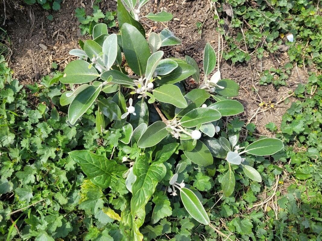 Brachyglottis 8
