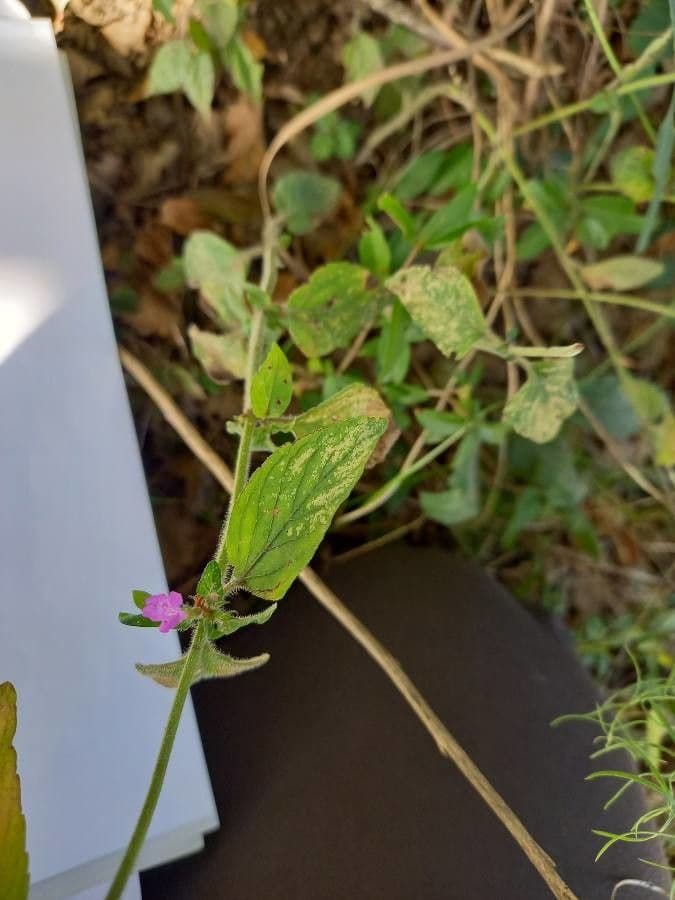 Akanthius diplopteroidny 4