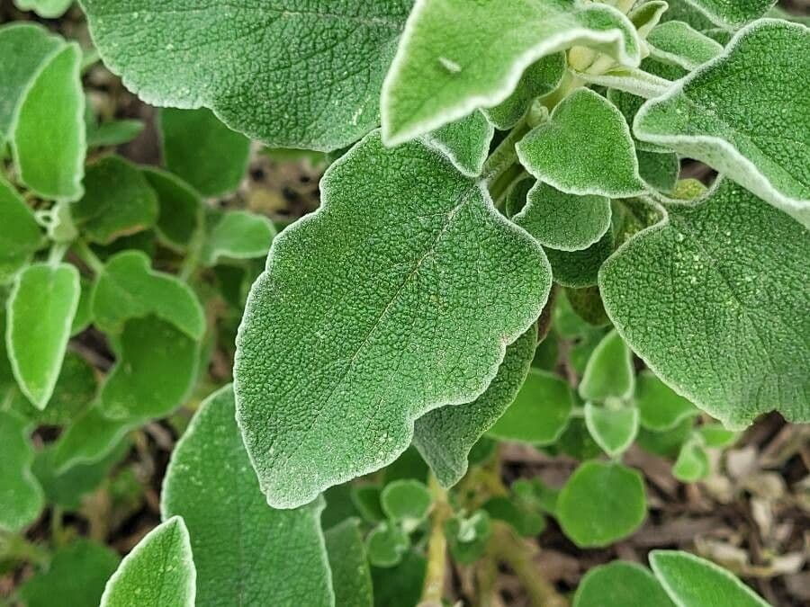 Phlomis 16