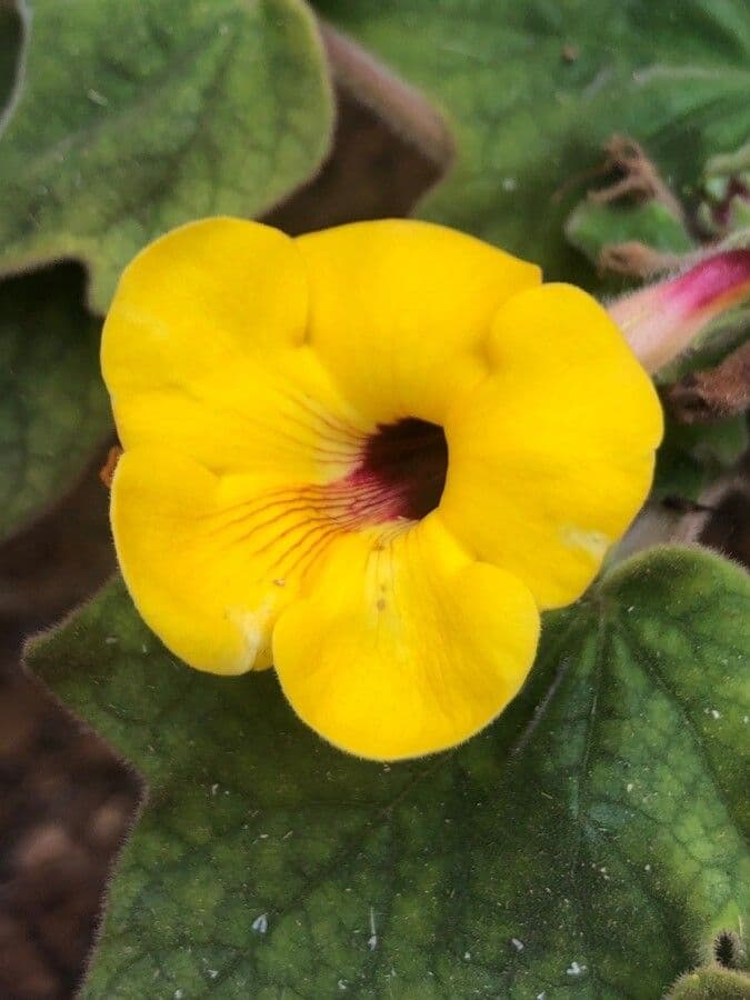 Uncarina 3