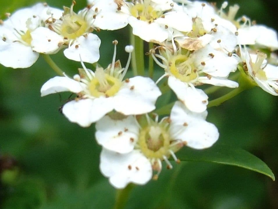 Spiraea de Blume 2