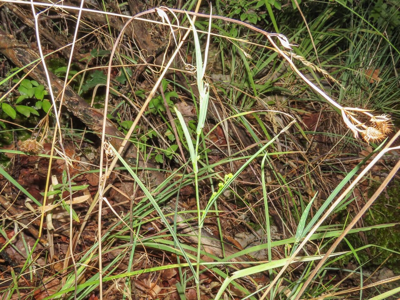 Bupleurum 14