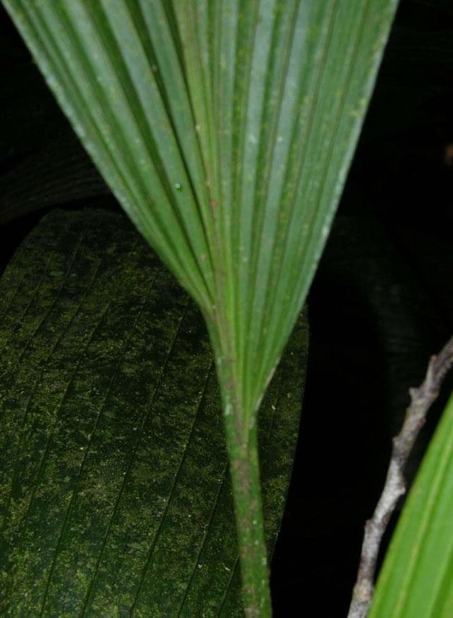 Dicranopygium ombrofilo 4