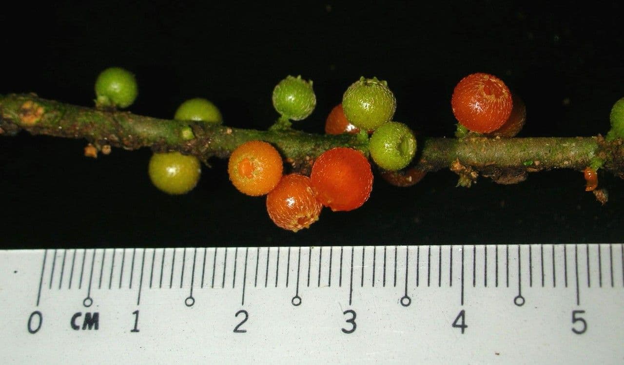 Henriettea tuberculosa 3