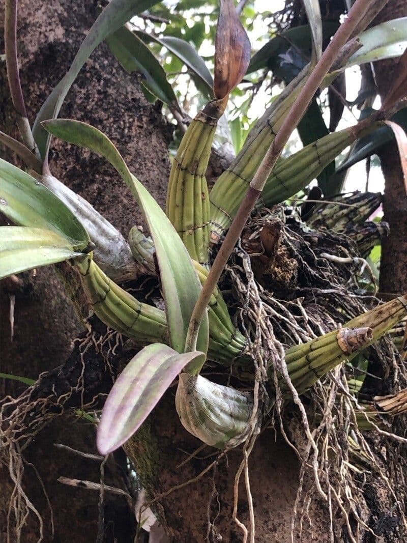 Laelia 6